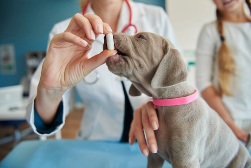 Médica veterinaria administrando una pastilla de desparasitación a un perro cachorro.